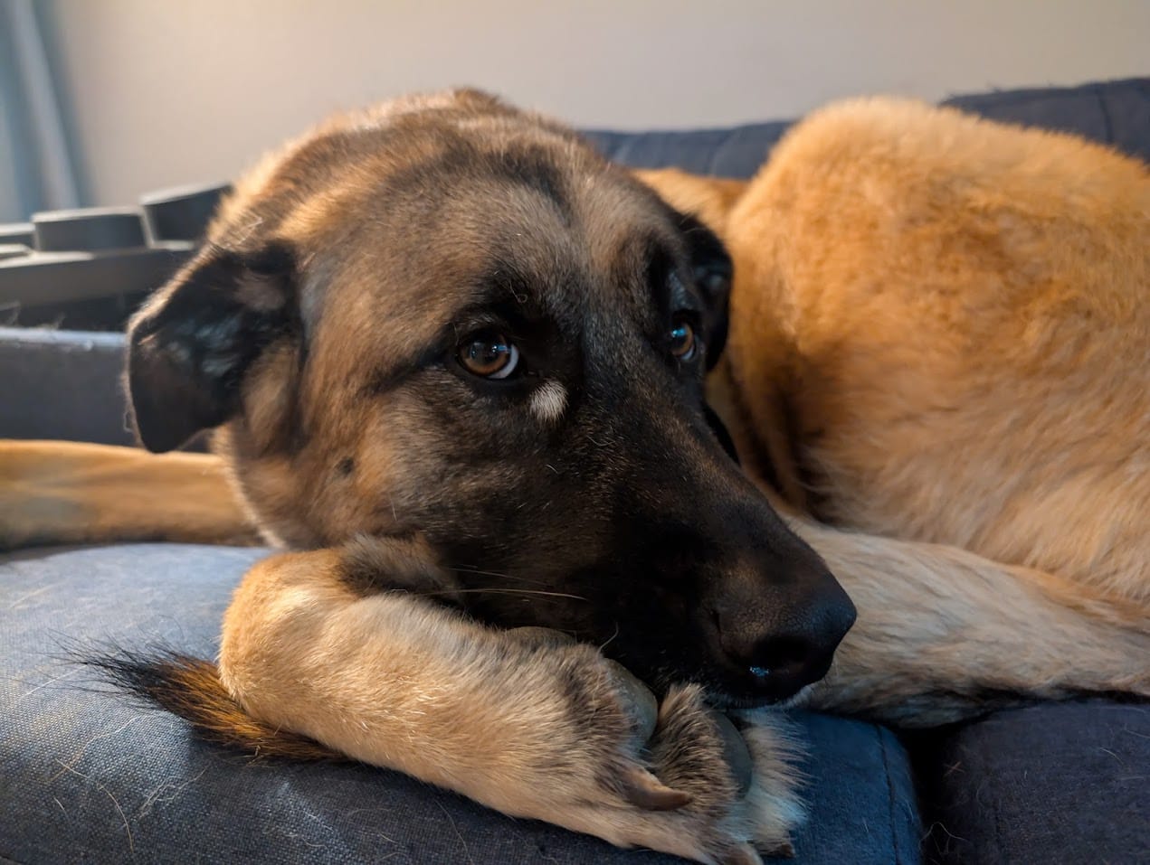 Garrus ASMR (B-Side) Rambles but then he bombs it with good boy pets