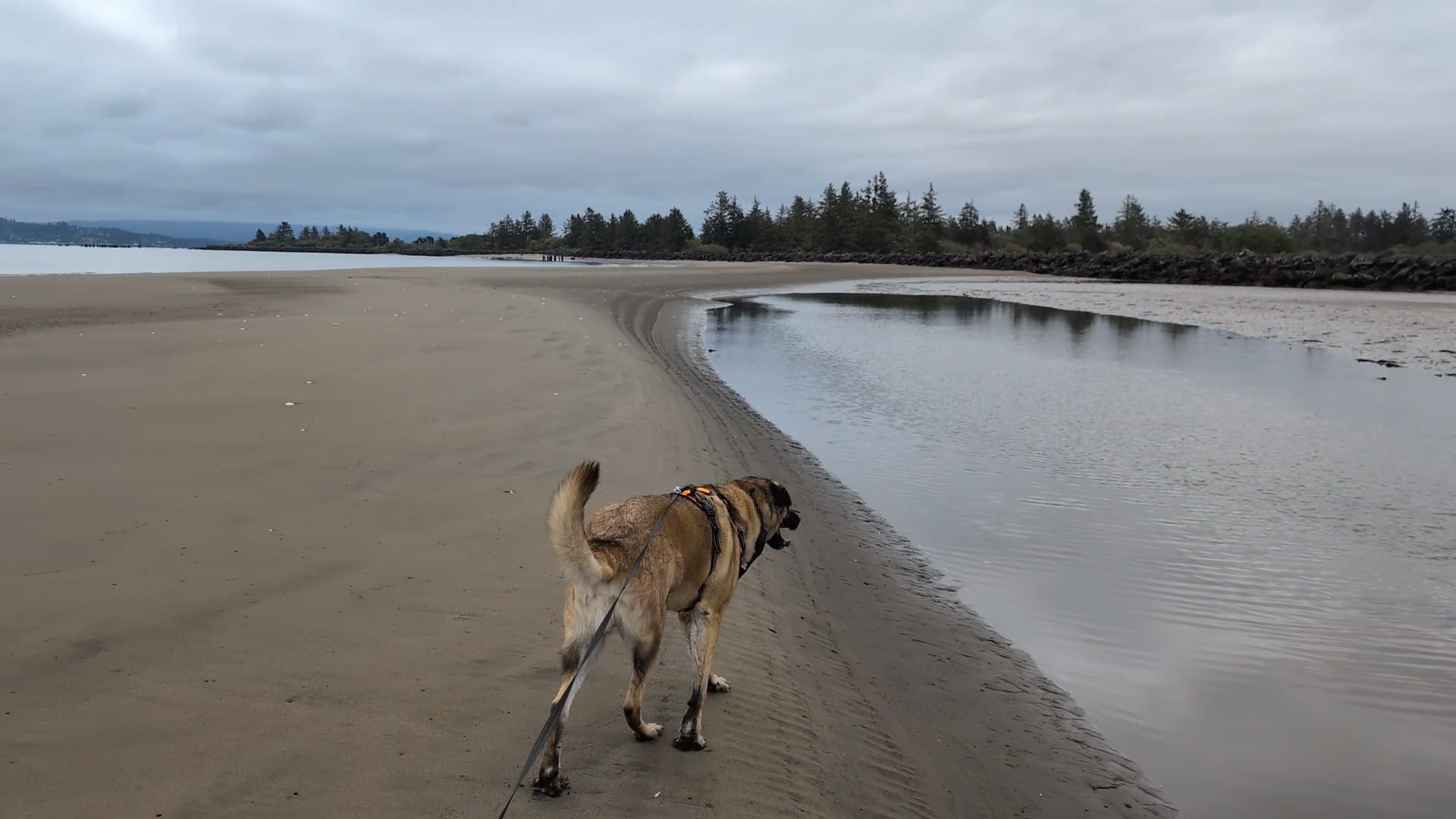 Walk on the beach with Garrus + Short Ramble
